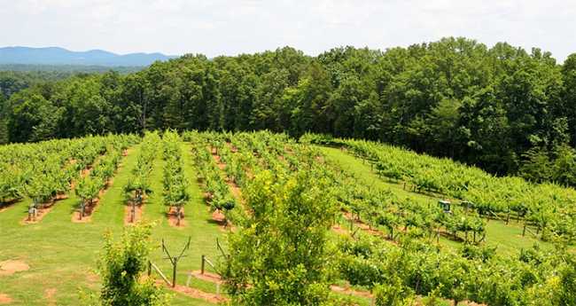 agricoltura montagna vigna