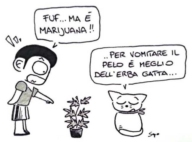 la vignetta di sapo IMG 0441