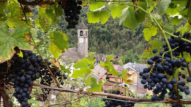 medali ossola rurale 1