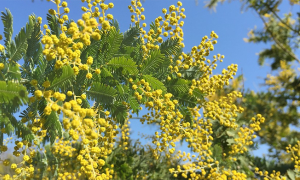 mimosa tatiana giovannetti