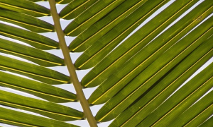 veglia delle palme