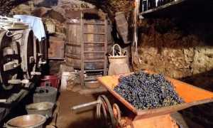 vendemmia ossola 2017