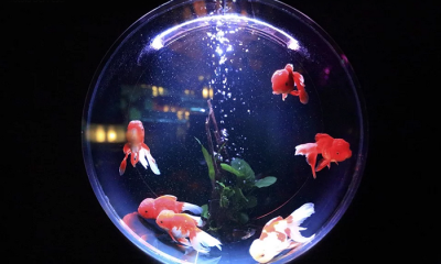 acquario palla rossi