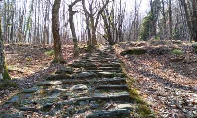 bosco antrona