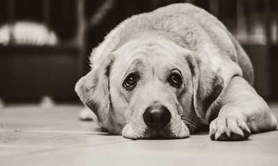 cane