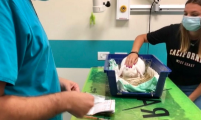 coniglio veterinario qualazampa