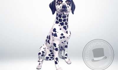 dalmata in porcellana