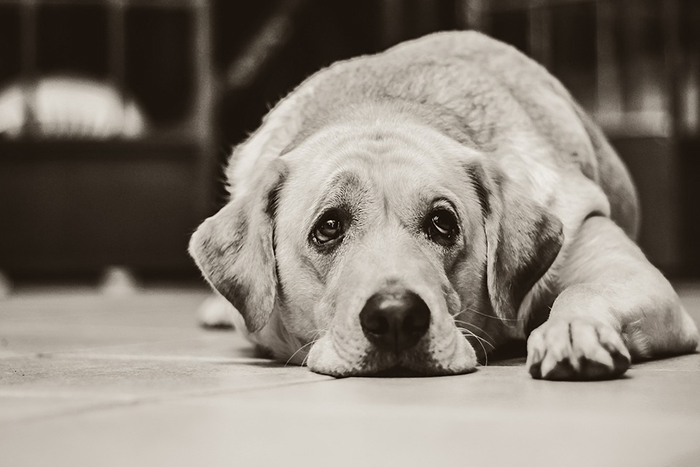 cane