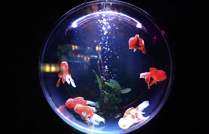 acquario palla rossi