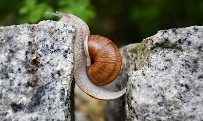 lumaca fatica