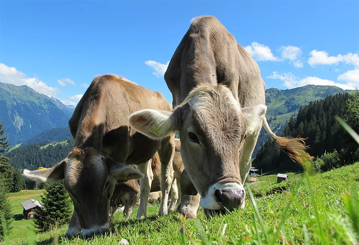 mucche pascolo alpi
