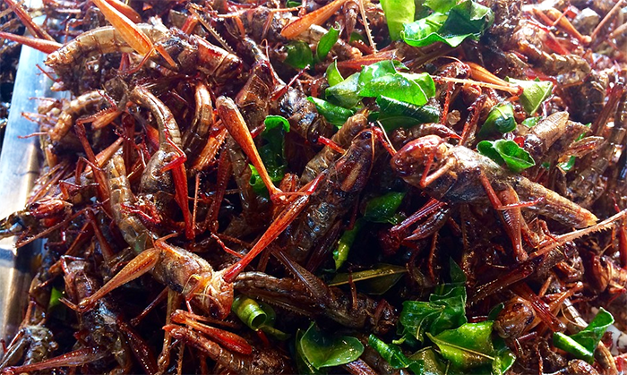 piatto insetti cibo