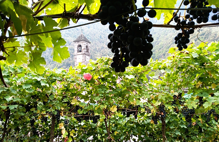 via vitis