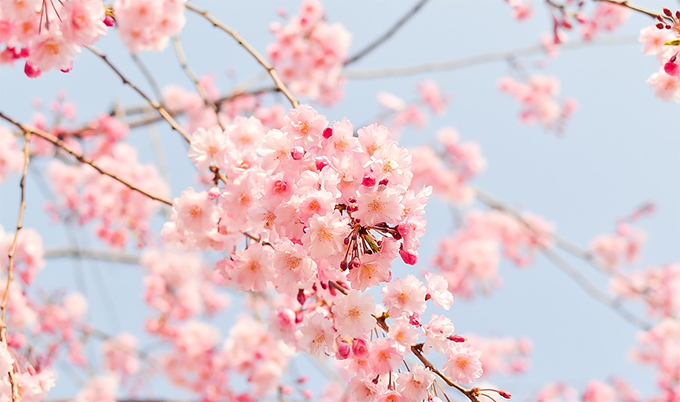 primavera