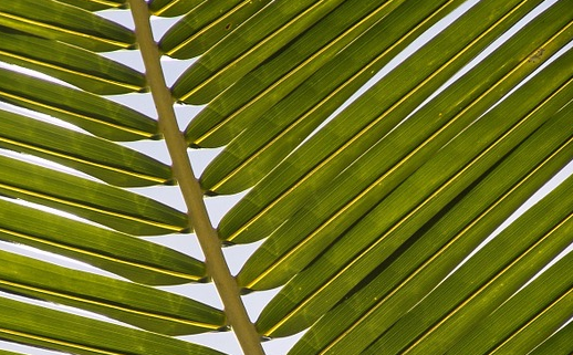 veglia delle palme