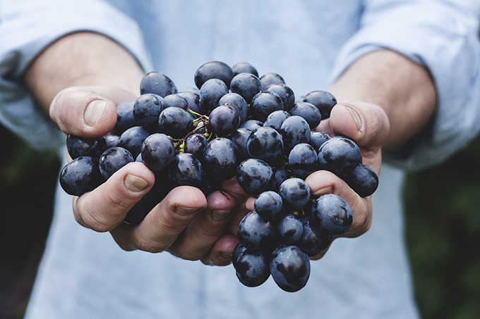 vendemmia