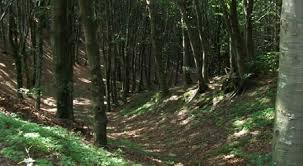 bosco 3